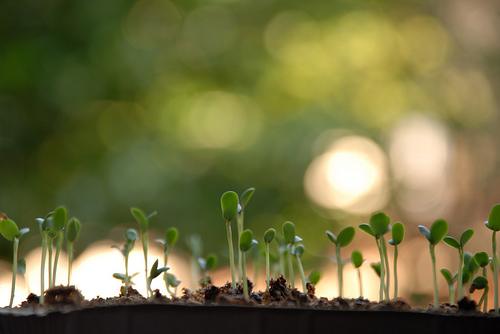 How do you grow celery?